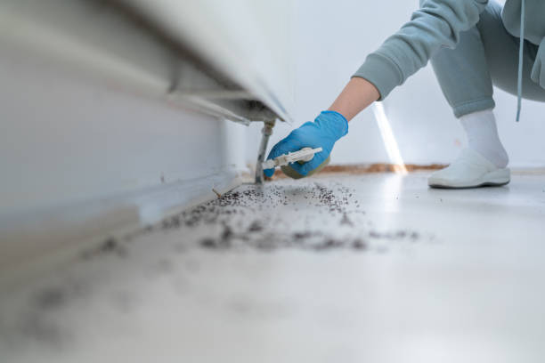 Best Termite Control Services  in Campton Hls, IL